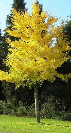 ginkgo biloba