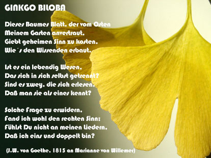 ginkgo biloba bomen